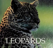 Leopards
