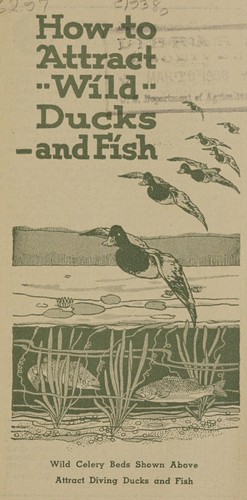 How to attract wild ducks and fish