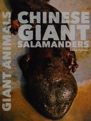 Chinese giant salamanders