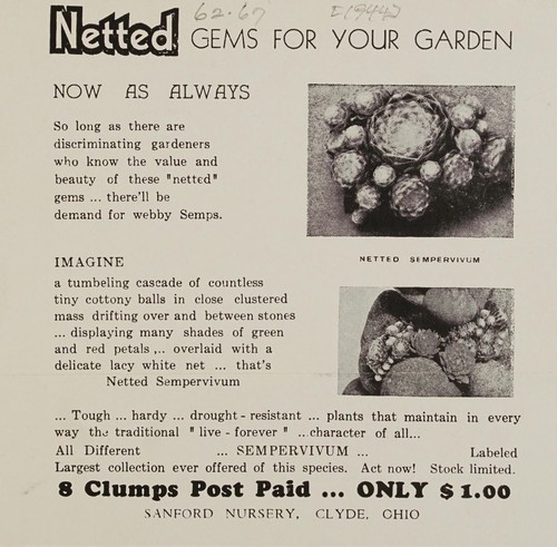 Netted gems for your garden, now as always