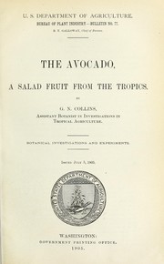 The avocado, a salad fruit from the tropics