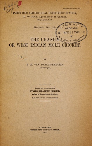 The changa or West Indian mole cricket