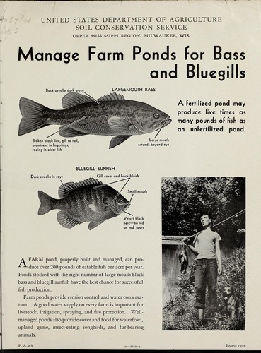Manage farm ponds for bass and bluegills