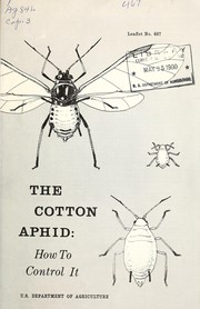 The cotton aphid