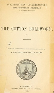 The cotton bollworm