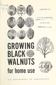 Growing black walnuts for home use