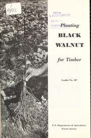 Planting black walnut for timber