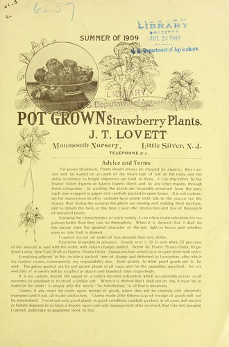 Pot grown strawberry plants