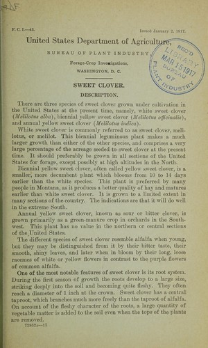 Sweet clover