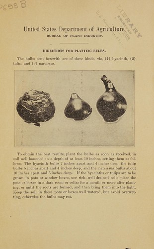Directions for planting bulbs
