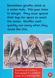 Meet a Baby Giraffe