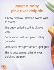 Pink River Dolphins