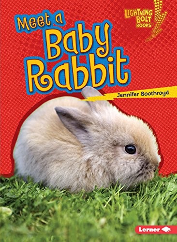 Meet a baby rabbit