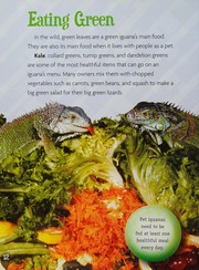 Green iguanas