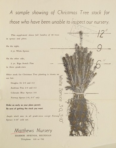 A Sample showing of Christmas tree stock for those who have been unable to inspect our nursery