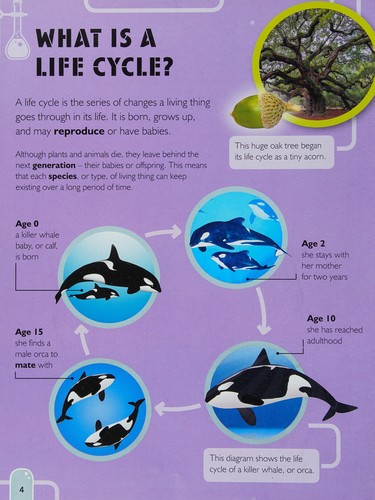 Life Cycles