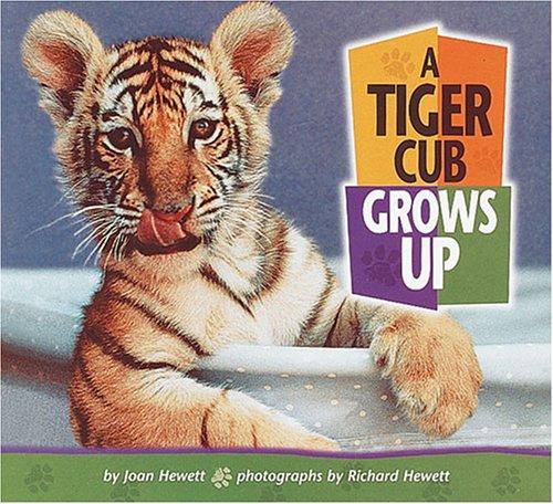 A Tiger Cub Grows Up