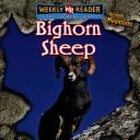 Bighorn sheep =
