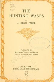 Hunting Wasp