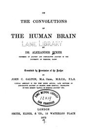 The convolutions of the human brain