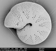 Neogene planktonic foraminifera