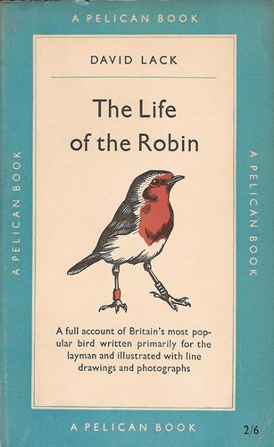 The life of the robin