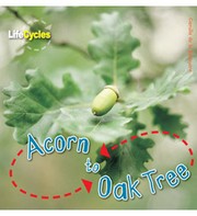 Acorn to Oak Tree