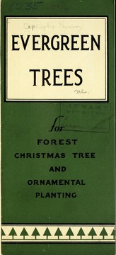 Evergreen trees for forest and ornamental planting