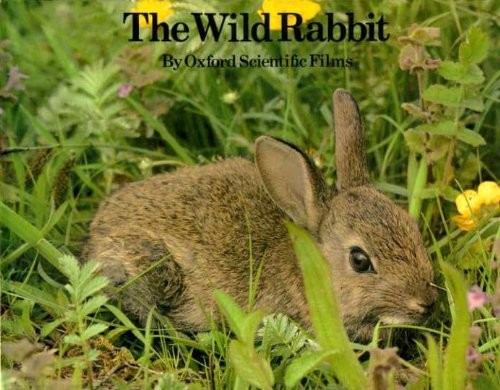The wild rabbit