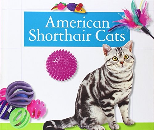 American Shorthair Cats