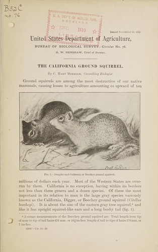 The California ground squirrel