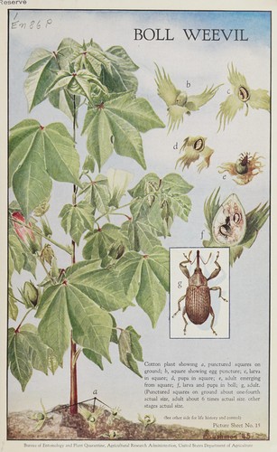 Boll weevil