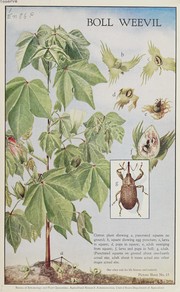 Boll weevil