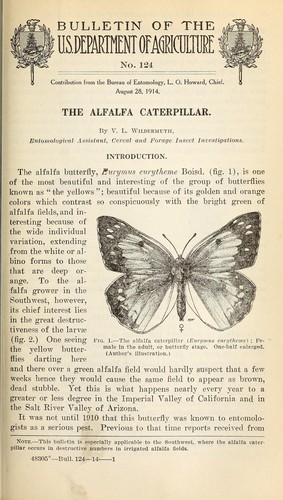 The alfalfa caterpillar